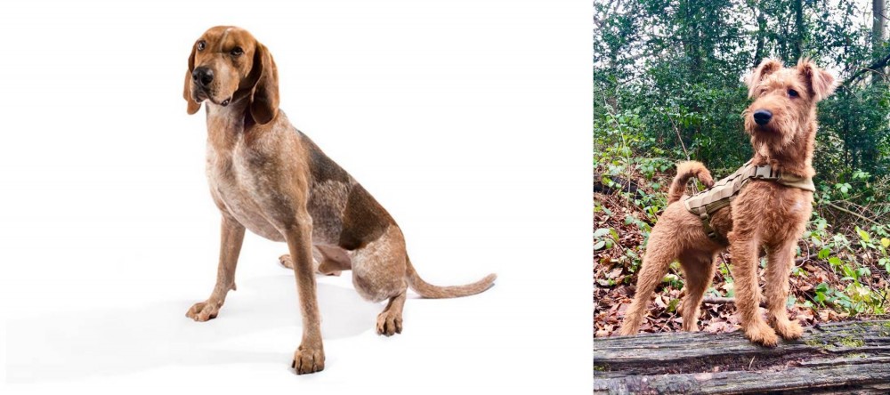 Irish Terrier vs Coonhound - Breed Comparison