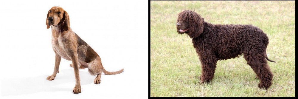 Irish Water Spaniel vs Coonhound - Breed Comparison