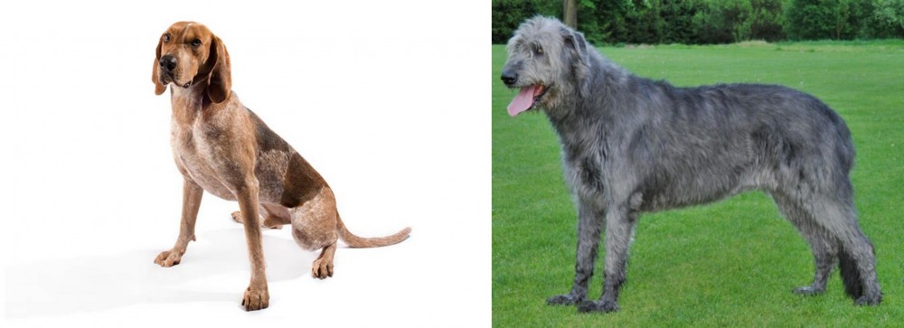 Irish Wolfhound vs Coonhound - Breed Comparison