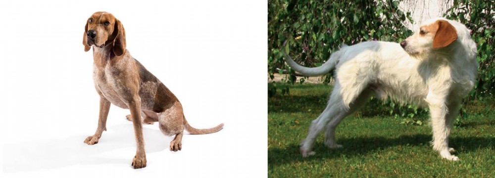 Istarski Ostrodlaki Gonic vs Coonhound - Breed Comparison