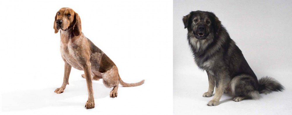 Istrian Sheepdog vs Coonhound - Breed Comparison
