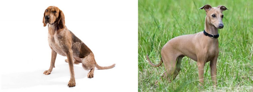 Italian Greyhound vs Coonhound - Breed Comparison