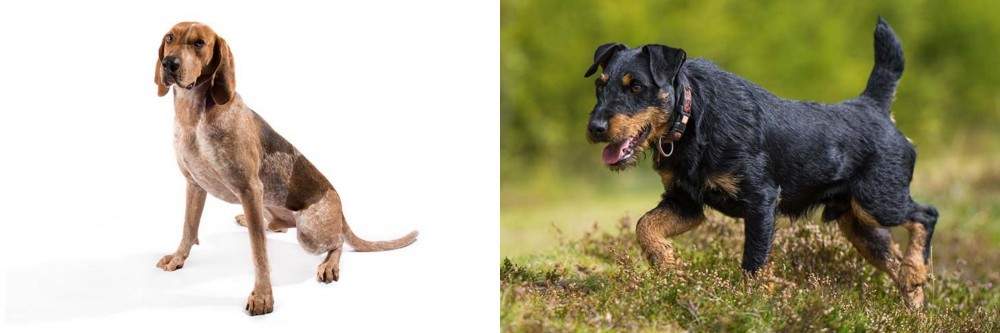 Jagdterrier vs Coonhound - Breed Comparison