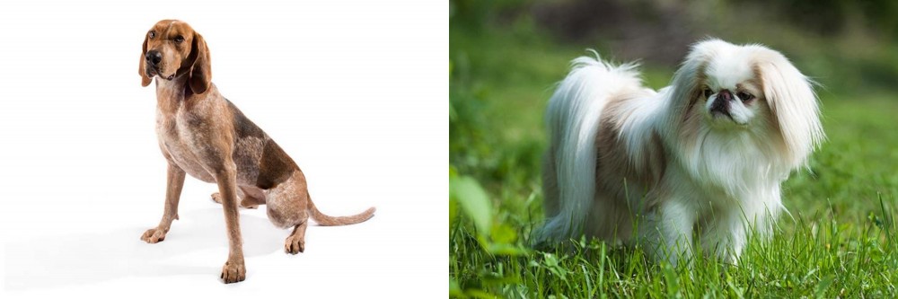 Japanese Chin vs Coonhound - Breed Comparison