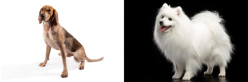 Japanese Spitz vs Coonhound - Breed Comparison