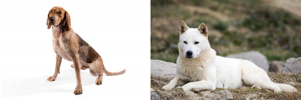Jindo vs Coonhound - Breed Comparison
