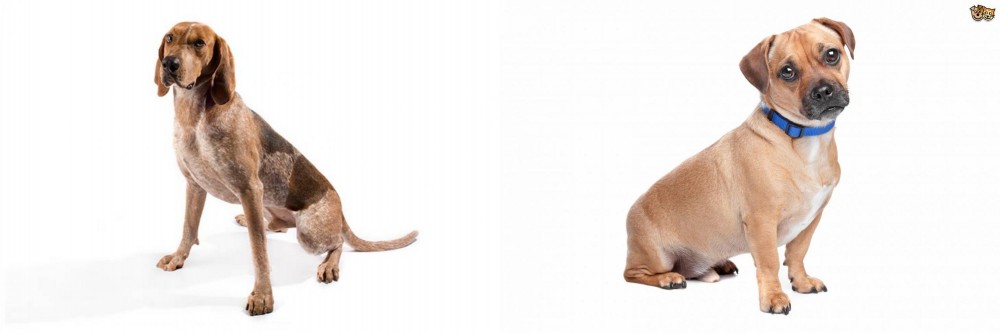 Jug vs Coonhound - Breed Comparison