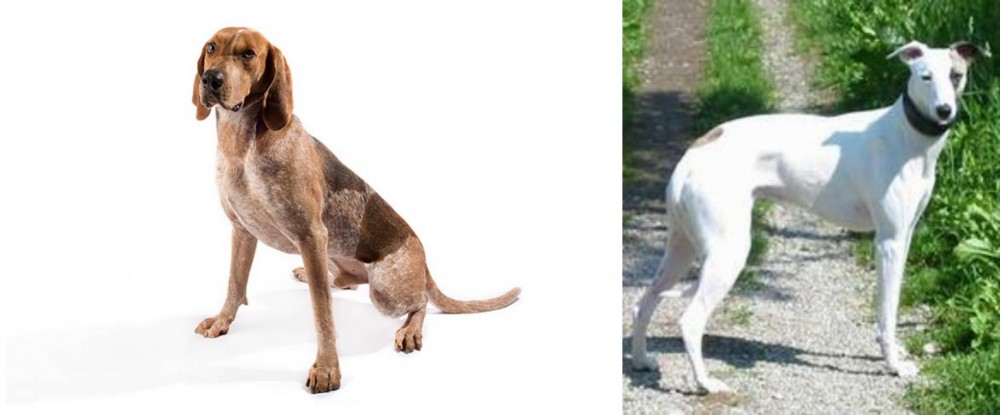 Kaikadi vs Coonhound - Breed Comparison