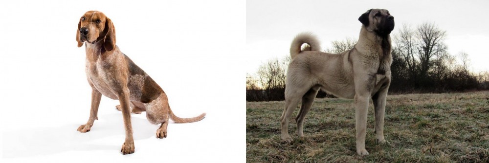 Kangal Dog vs Coonhound - Breed Comparison
