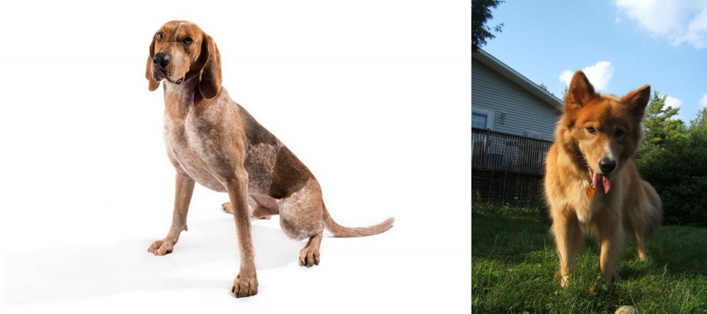 Karelo-Finnish Laika vs Coonhound - Breed Comparison