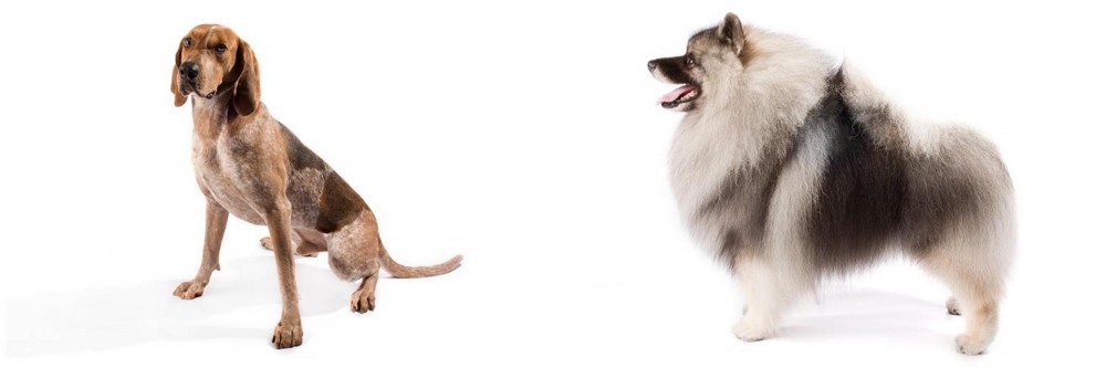 Keeshond vs Coonhound - Breed Comparison