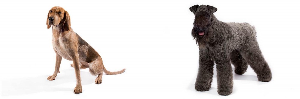 Kerry Blue Terrier vs Coonhound - Breed Comparison
