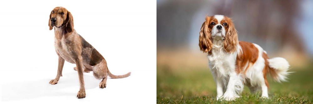 King Charles Spaniel vs Coonhound - Breed Comparison