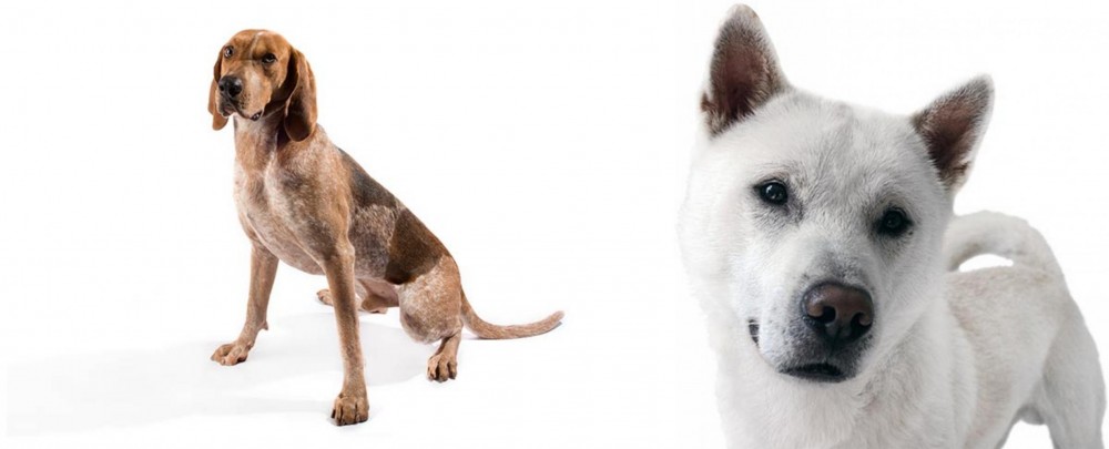 Kishu vs Coonhound - Breed Comparison
