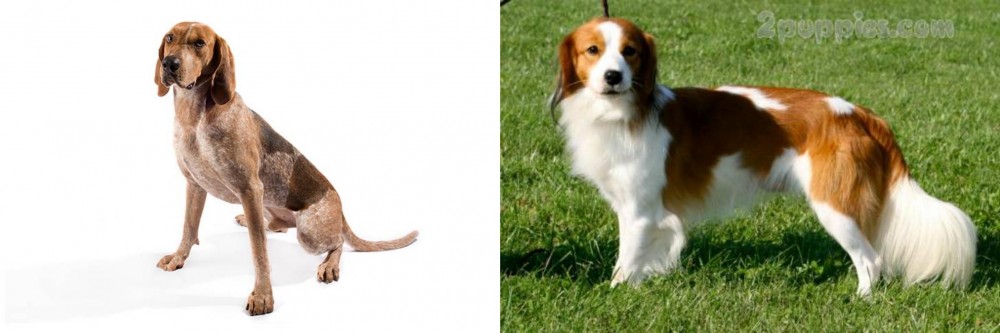 Kooikerhondje vs Coonhound - Breed Comparison