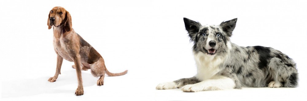 Koolie vs Coonhound - Breed Comparison