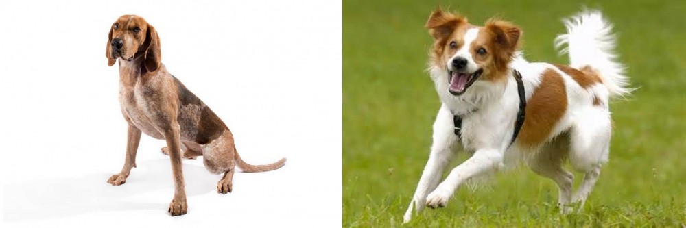 Kromfohrlander vs Coonhound - Breed Comparison