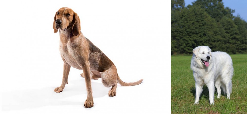 Kuvasz vs Coonhound - Breed Comparison