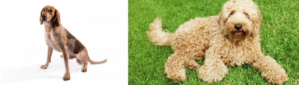 Labradoodle vs Coonhound - Breed Comparison