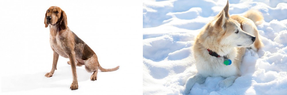 Labrador Husky vs Coonhound - Breed Comparison