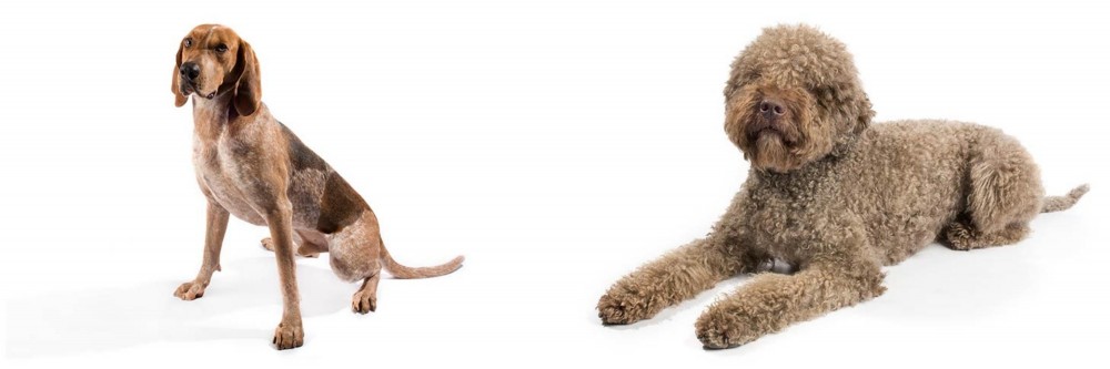 Lagotto Romagnolo vs Coonhound - Breed Comparison
