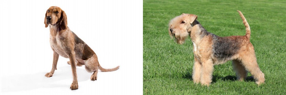 Lakeland Terrier vs Coonhound - Breed Comparison
