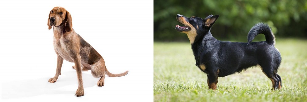 Lancashire Heeler vs Coonhound - Breed Comparison