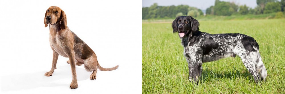 Large Munsterlander vs Coonhound - Breed Comparison