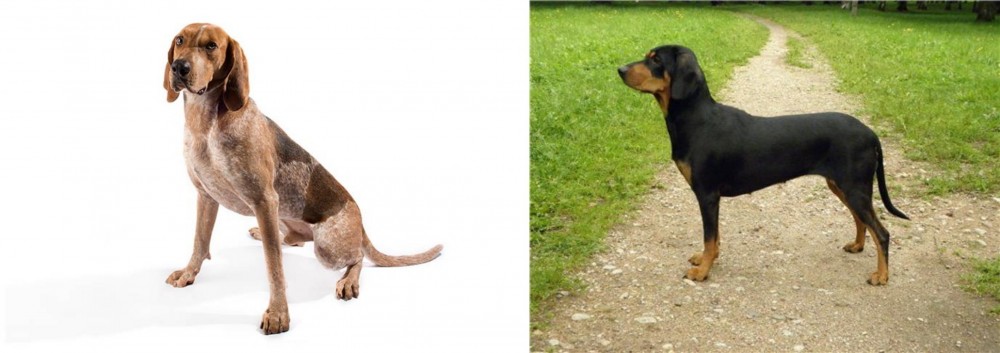 Latvian Hound vs Coonhound - Breed Comparison