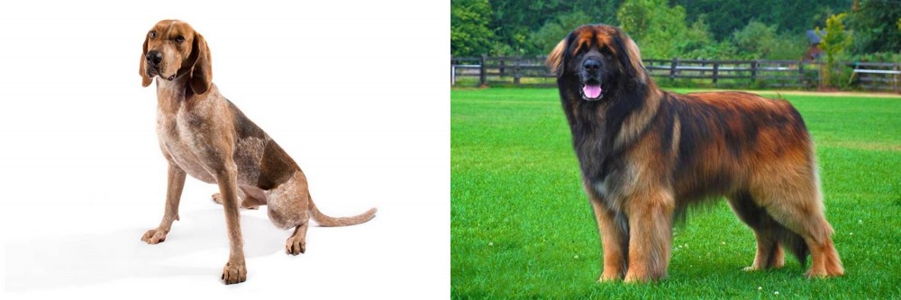 Leonberger vs Coonhound - Breed Comparison