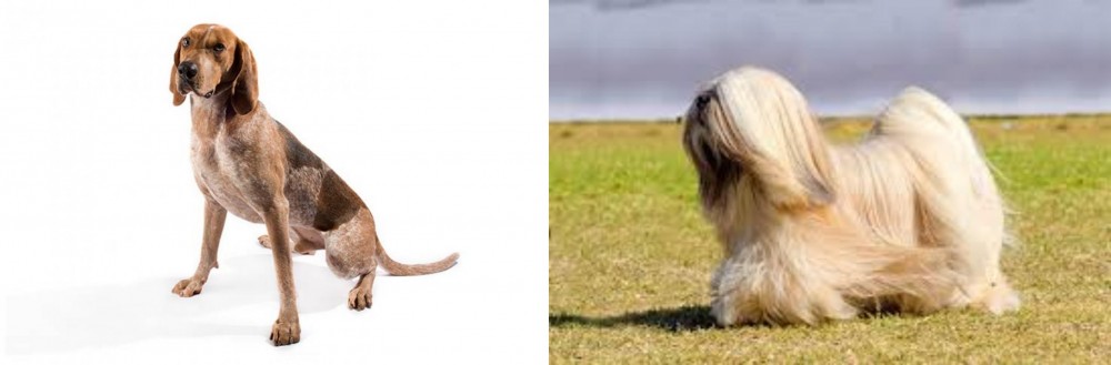 Lhasa Apso vs Coonhound - Breed Comparison