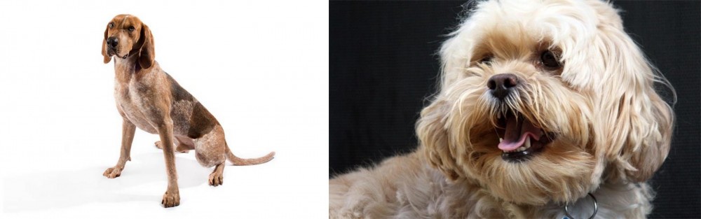 Lhasapoo vs Coonhound - Breed Comparison
