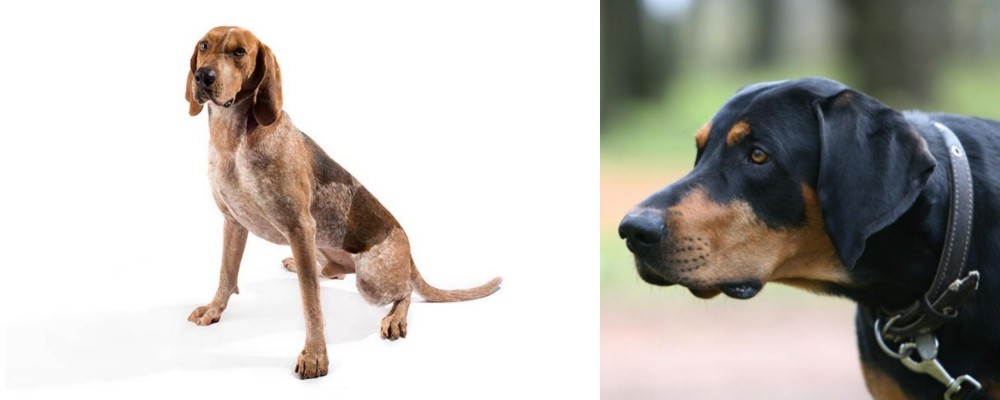 Lithuanian Hound vs Coonhound - Breed Comparison