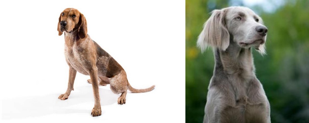 Longhaired Weimaraner vs Coonhound - Breed Comparison