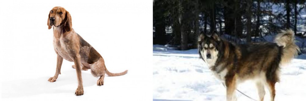 Mackenzie River Husky vs Coonhound - Breed Comparison