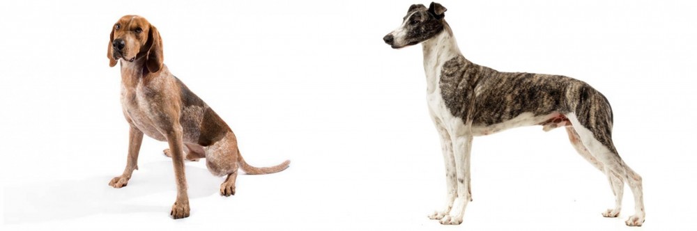 Magyar Agar vs Coonhound - Breed Comparison