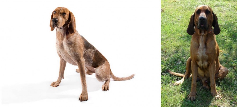 Majestic Tree Hound vs Coonhound - Breed Comparison
