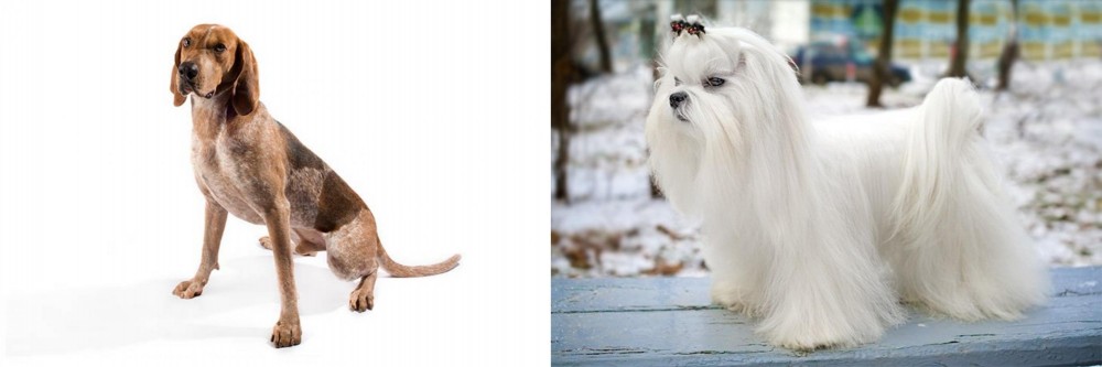 Maltese vs Coonhound - Breed Comparison
