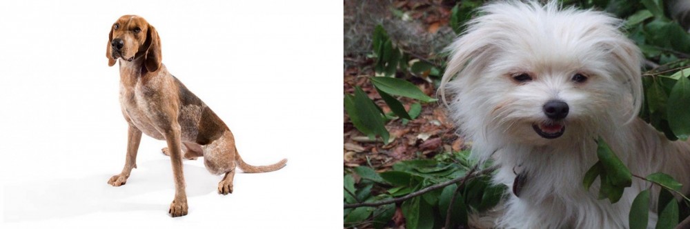 Malti-Pom vs Coonhound - Breed Comparison