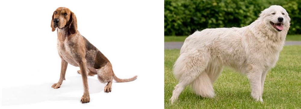 Maremma Sheepdog vs Coonhound - Breed Comparison