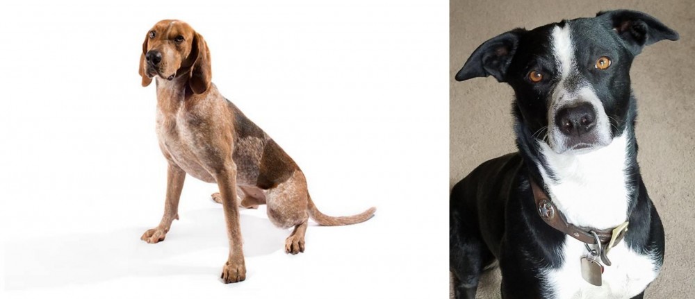 McNab vs Coonhound - Breed Comparison