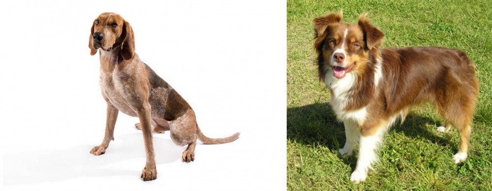 Miniature Australian Shepherd vs Coonhound - Breed Comparison