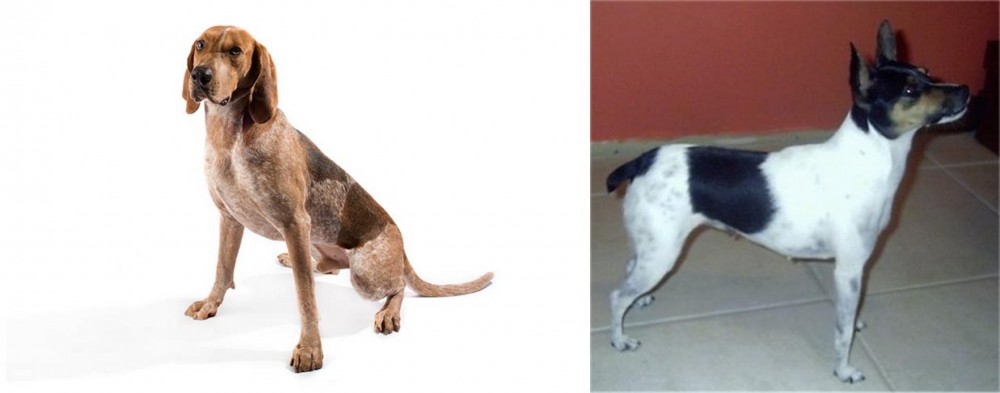 Miniature Fox Terrier vs Coonhound - Breed Comparison