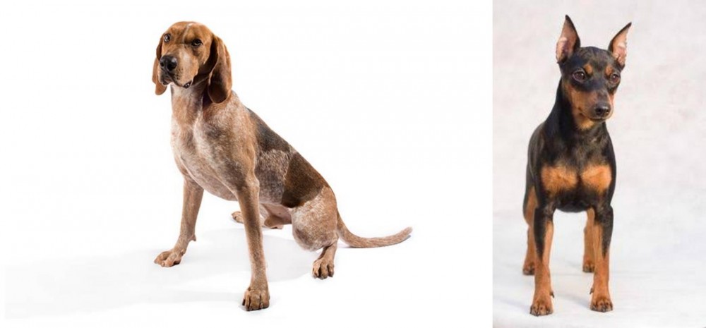 Miniature Pinscher vs Coonhound - Breed Comparison