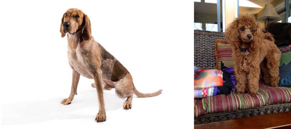 Miniature Poodle vs Coonhound - Breed Comparison