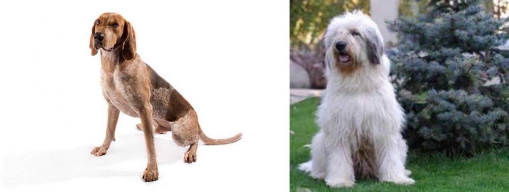 Mioritic Sheepdog vs Coonhound - Breed Comparison
