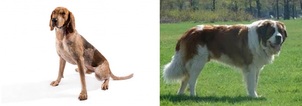 Moscow Watchdog vs Coonhound - Breed Comparison