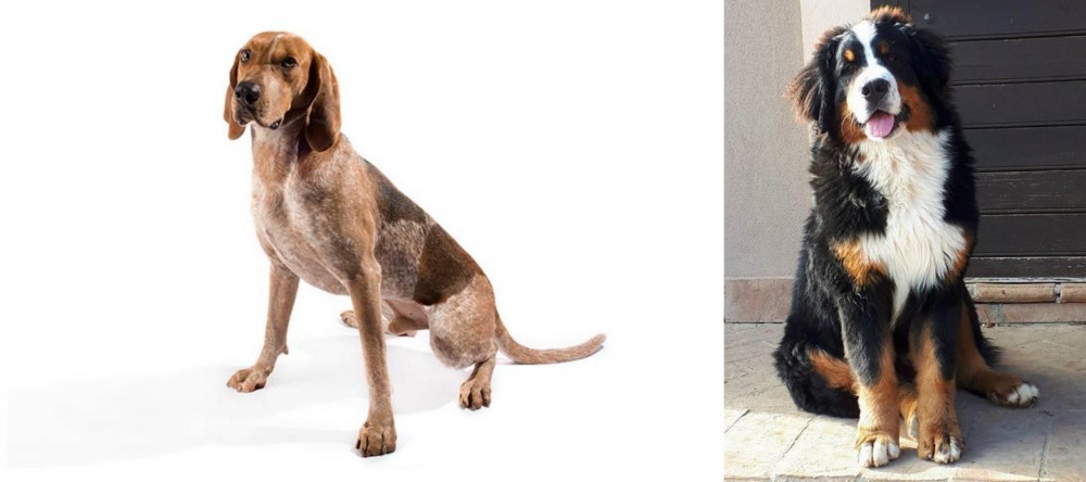 Mountain Burmese vs Coonhound - Breed Comparison
