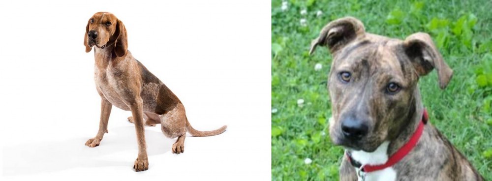 Mountain Cur vs Coonhound - Breed Comparison