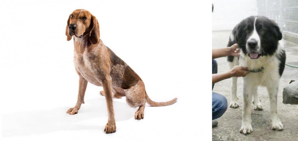 Mucuchies vs Coonhound - Breed Comparison